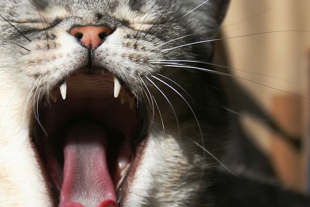 Bad Breath in Cats - Symptoms, Causes, Diagnosis, Treatment, Recovery, Management, Cost