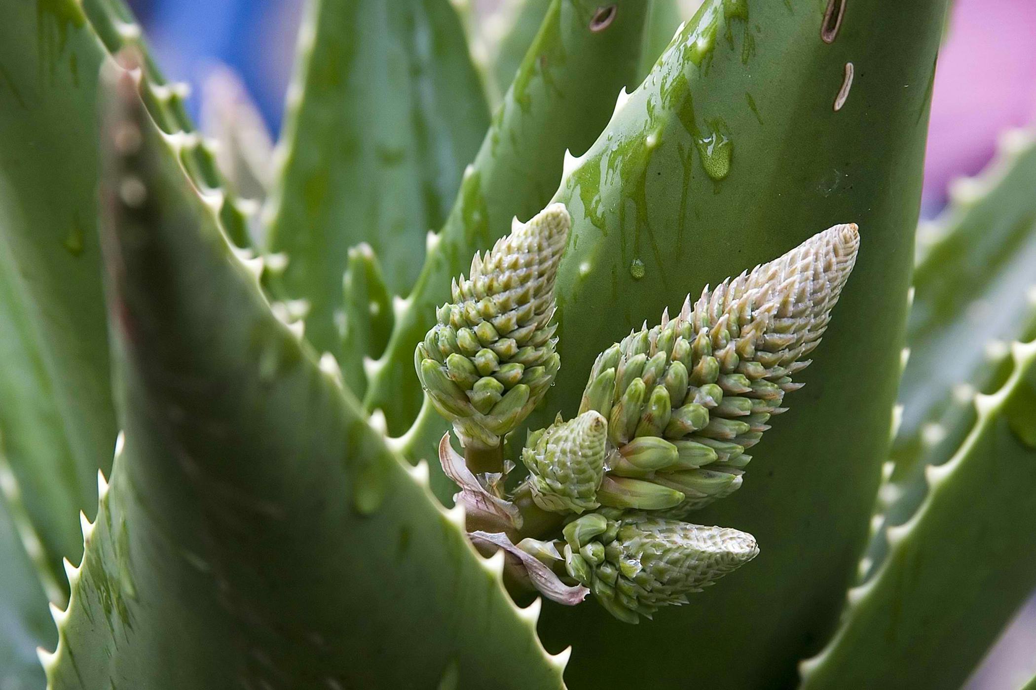 Алоэ Барбадосское. Столетник растение цветение. Aloe squarrosa цветение.