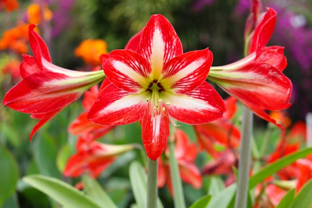 Barbados Lily Poisoning in Cats - Symptoms, Causes, Diagnosis, Treatment, Recovery, Management, Cost
