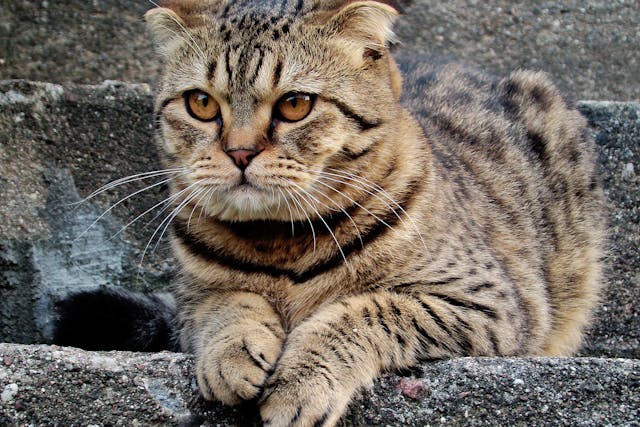 Biceps Tenotomy in Cats - Conditions Treated, Procedure, Efficacy, Recovery, Cost, Considerations, Prevention