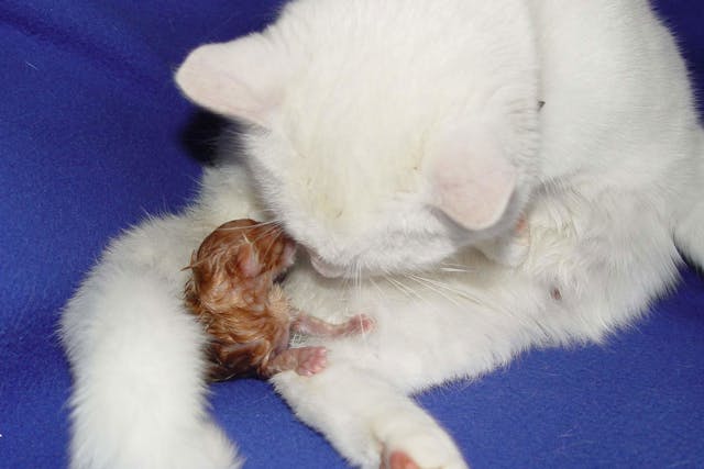 Birth Difficulties in Cats - Symptoms, Causes, Diagnosis, Treatment, Recovery, Management, Cost
