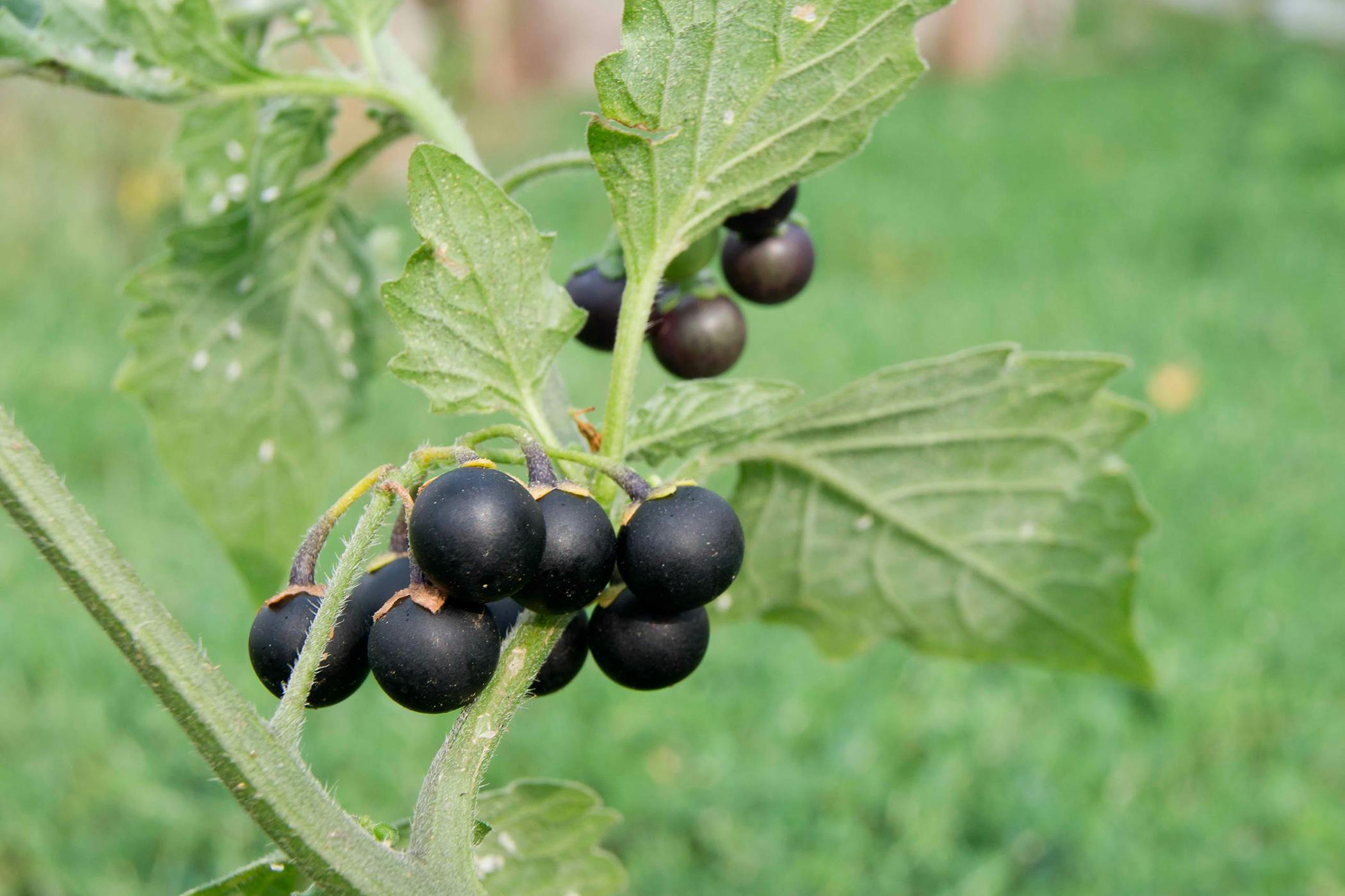 Is Nightshade Toxic to Cats? 
