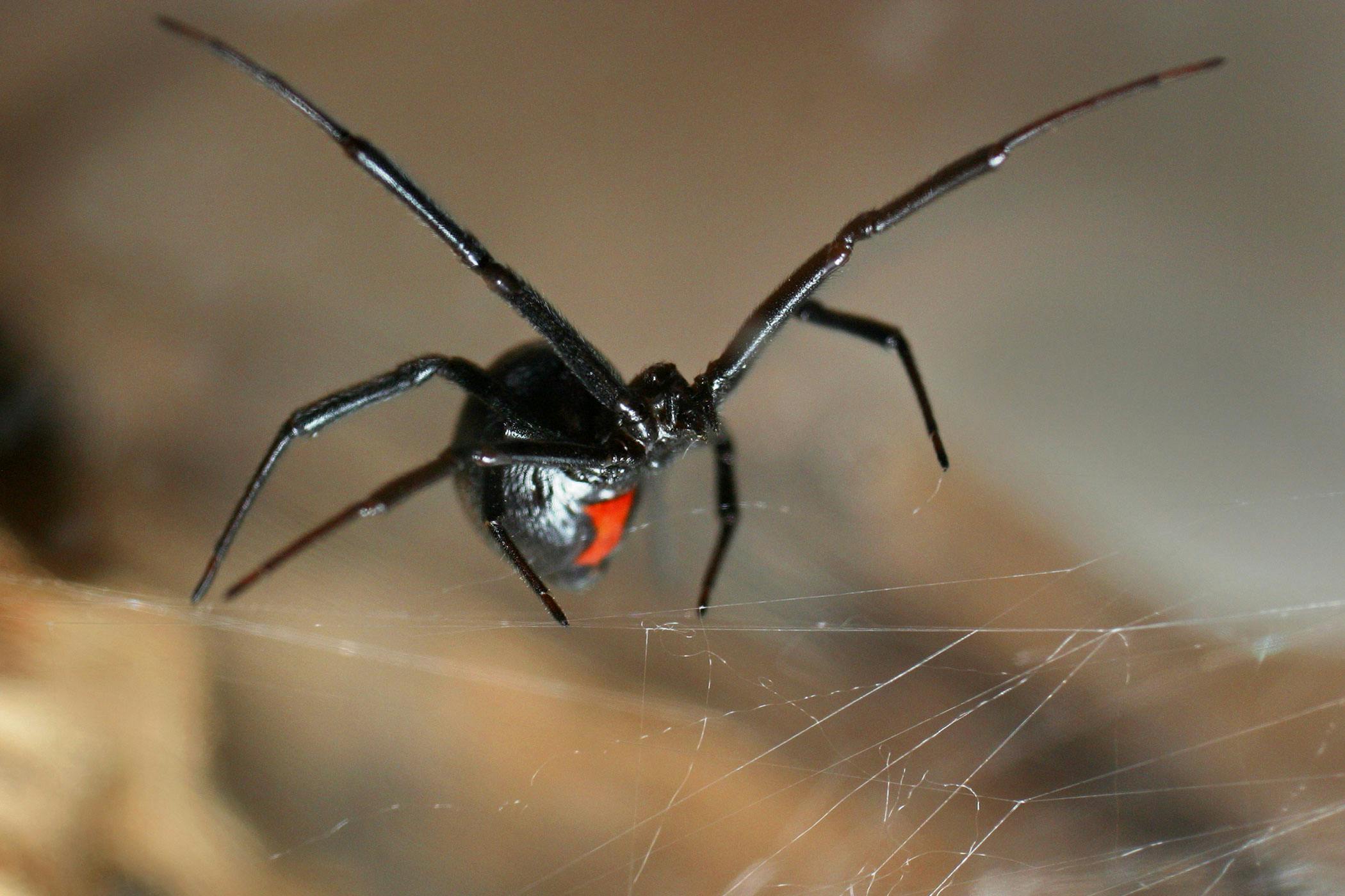 Spider Bites Black Widow Vs Brown Recluse Youtube