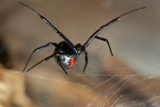 Black Widow Spider Bite Poisoning in Cats - Symptoms, Causes, Diagnosis, Treatment, Recovery, Management, Cost