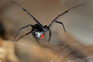 Black Widow Spider Bite Poisoning In Cats Symptoms Causes Diagnosis 