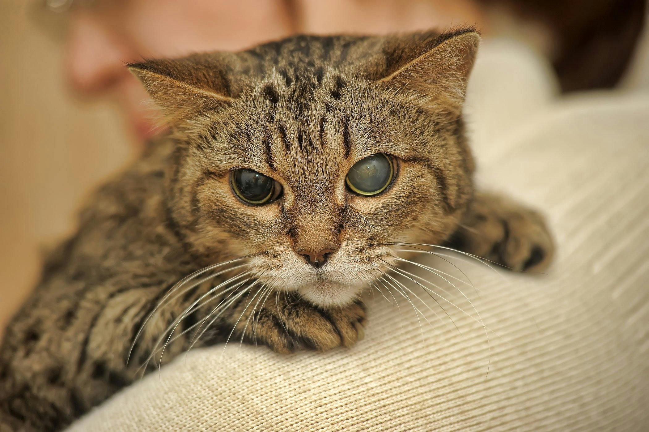 Blind Quiet Eye in Cats Symptoms Causes Diagnosis Treatment