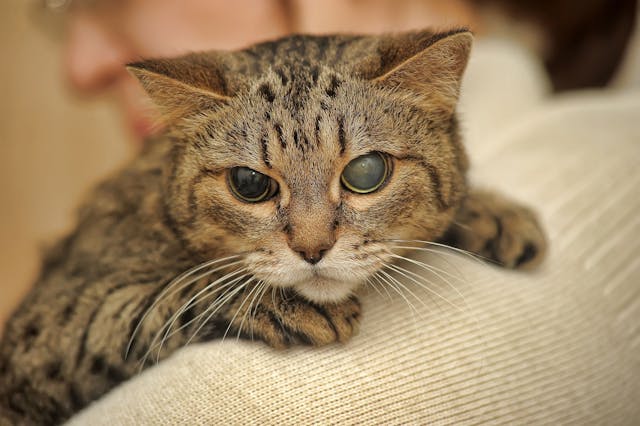 Blind Quiet Eye in Cats - Symptoms, Causes, Diagnosis, Treatment, Recovery, Management, Cost