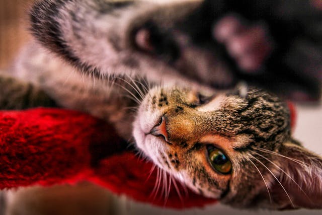 Bloating in Cats - Symptoms, Causes, Diagnosis, Treatment, Recovery,  Management, Cost Bloating in Cats - Symptoms, Causes, Diagnosis, Treatment, Recovery,  Management, Cost