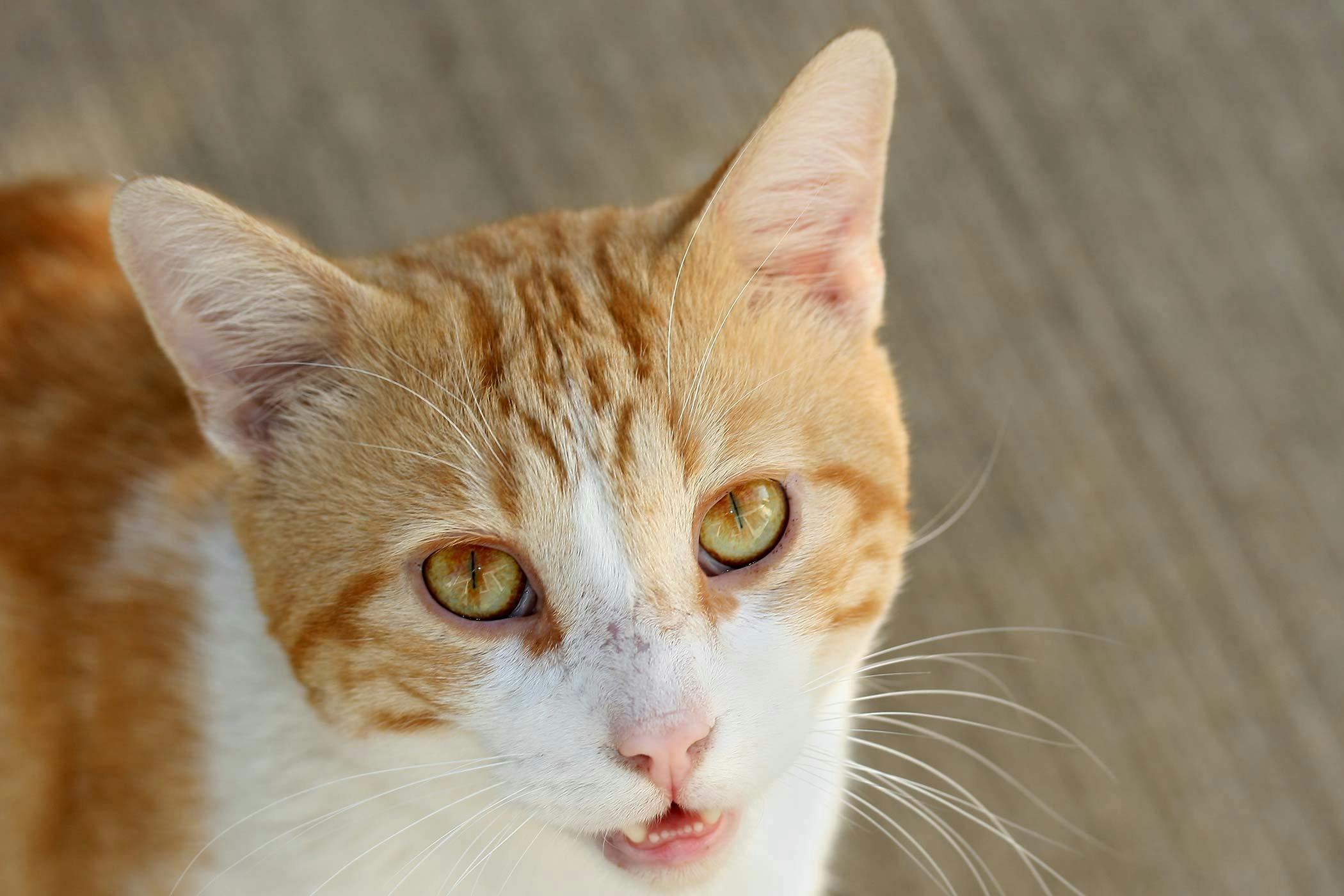 Blood in the Front of the Eye in Cats Symptoms, Causes, Diagnosis