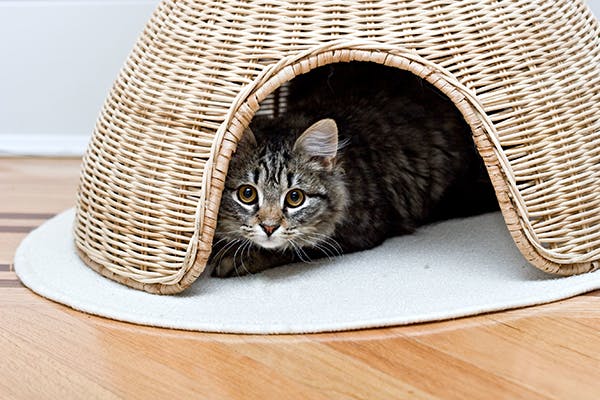 cat stool house