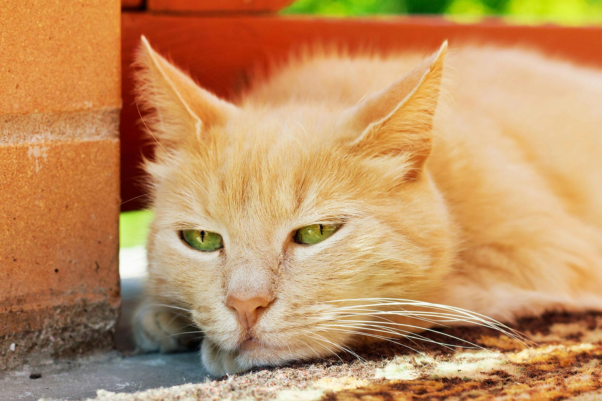 signs-of-onion-poisoning-in-cats-food-ideas