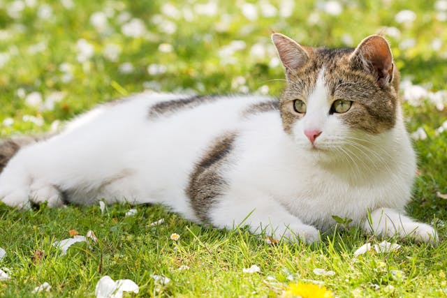 Blue Wilderness Allergy In Cats Symptoms Causes Diagnosis