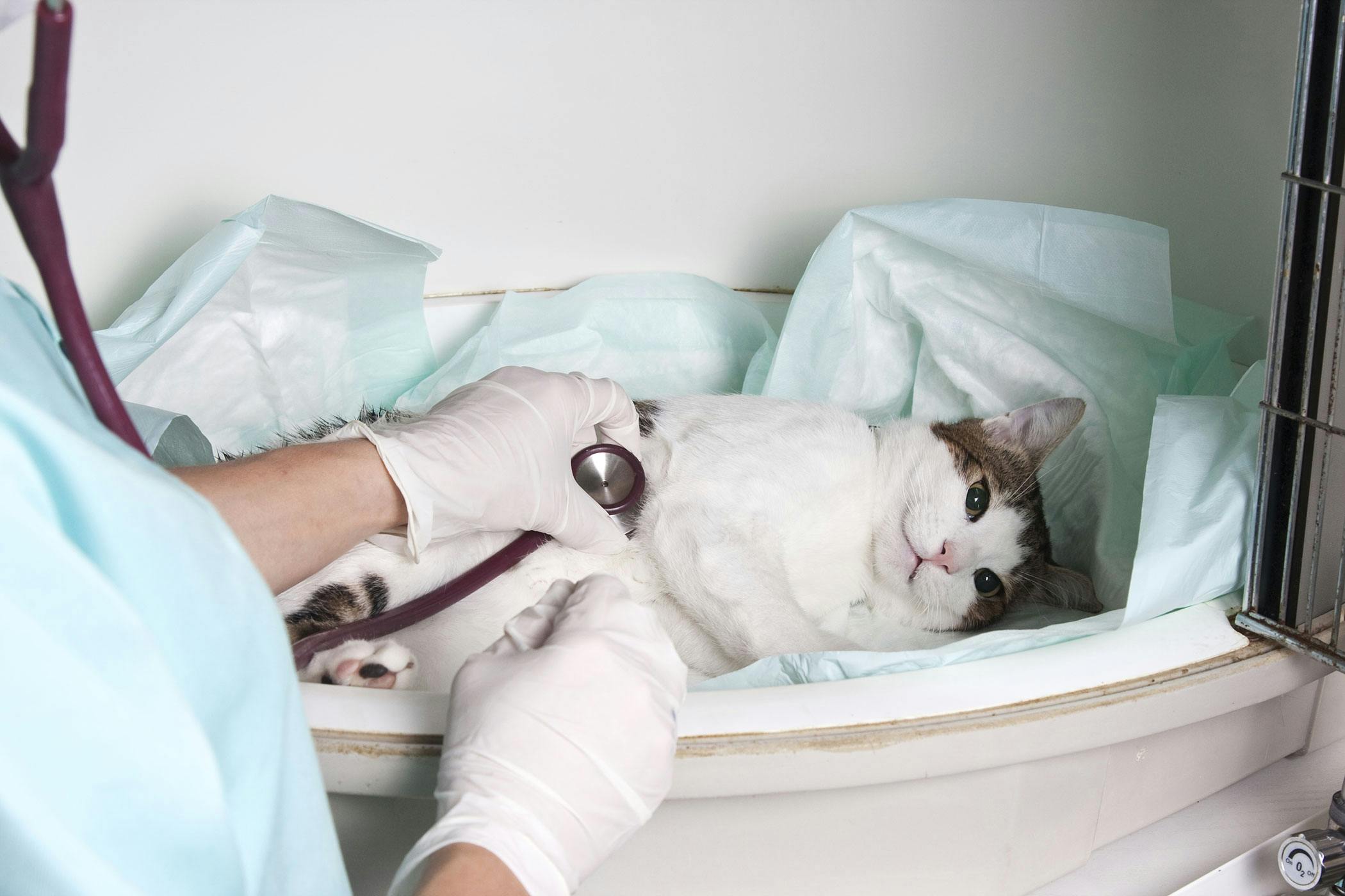 Bone Marrow Cancer in Cats - Symptoms, Causes, Diagnosis ...