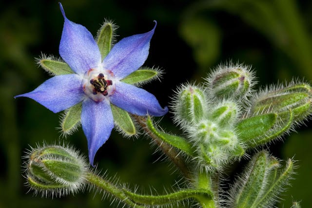 Borage Poisoning in Cats - Symptoms, Causes, Diagnosis, Treatment, Recovery, Management, Cost