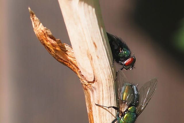 Botflies In Cats Symptoms Causes Diagnosis Treatment