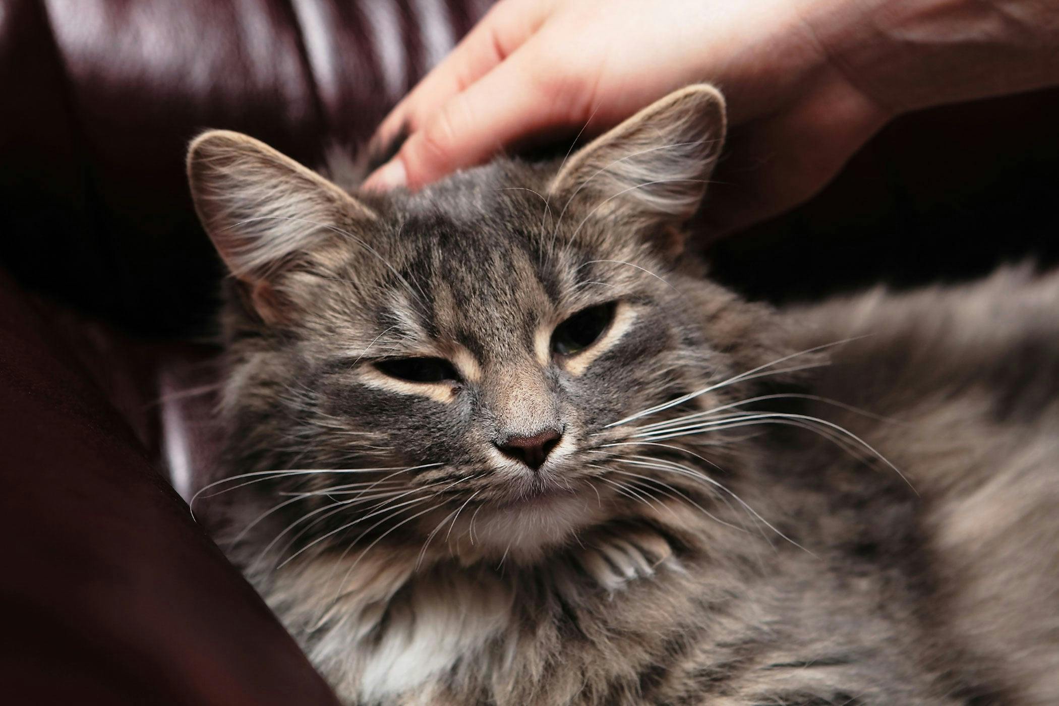 Cat Condition Area Forelegs