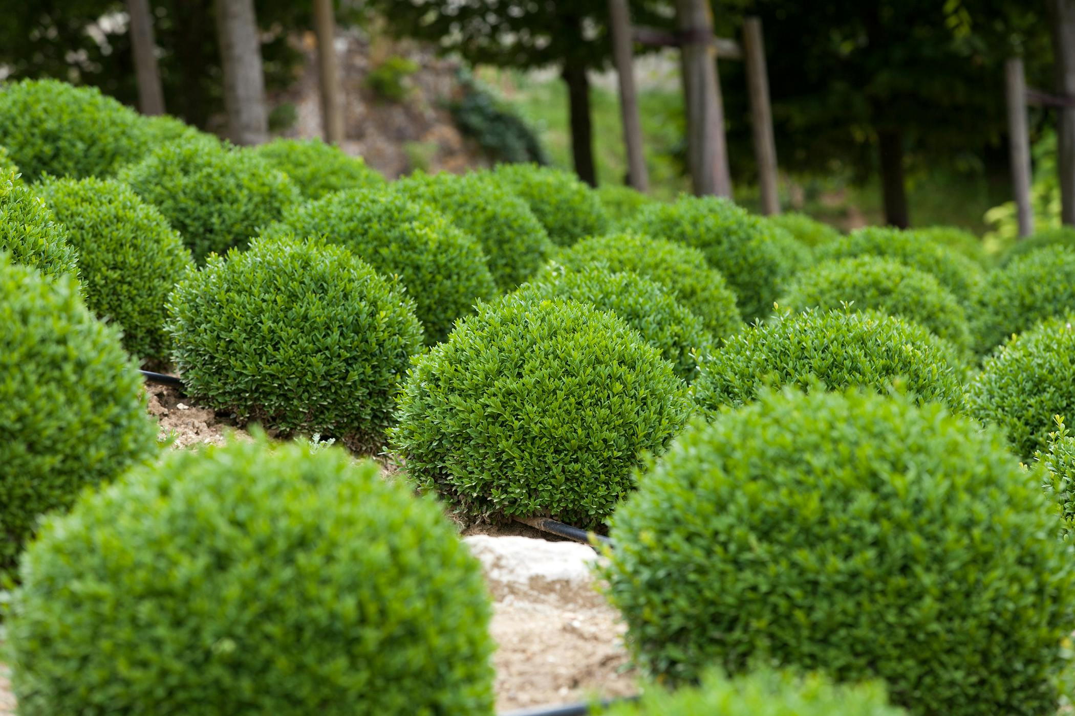 wintergreen-boxwood-shrub-ubicaciondepersonas-cdmx-gob-mx