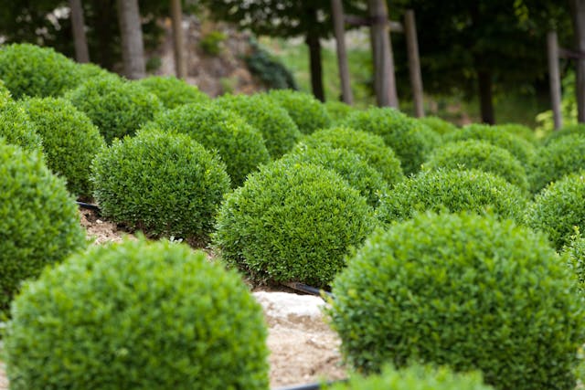 Boxwood Poisoning in Cats - Symptoms, Causes, Diagnosis, Treatment, Recovery, Management, Cost