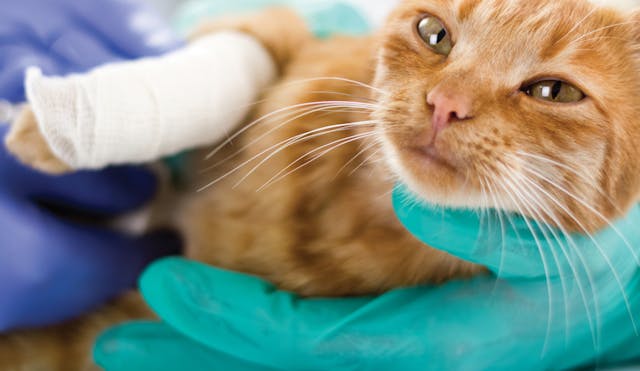 Brachial Plexus Exploration in Cats - Conditions Treated, Procedure, Efficacy, Recovery, Cost, Considerations, Prevention
