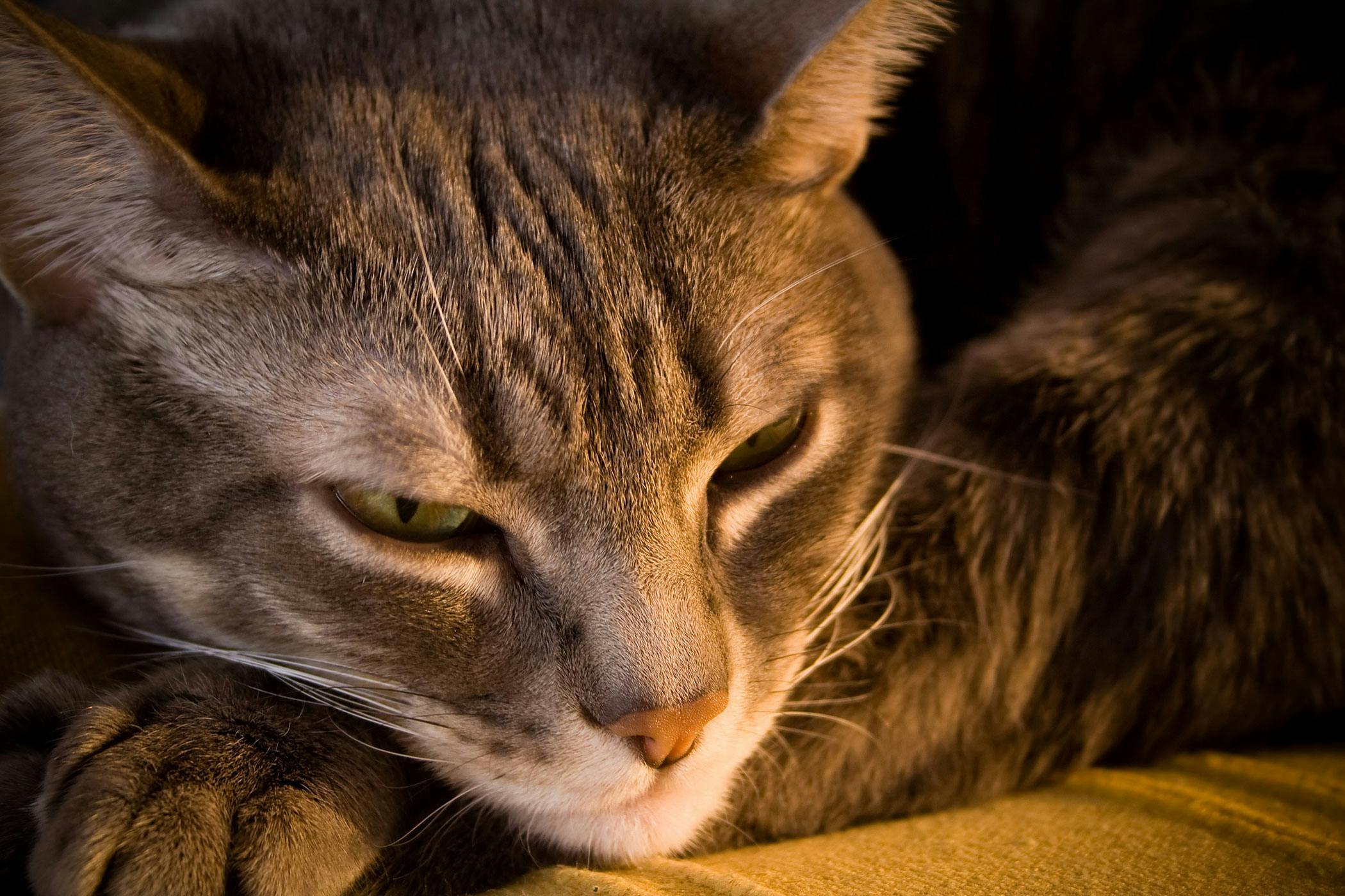 What Causes Brain Damage In Cats