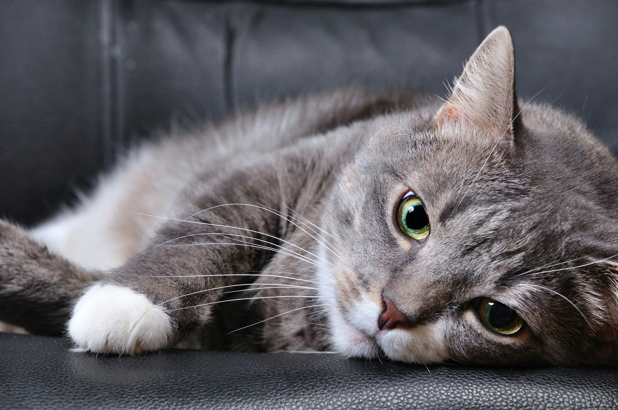 Brain Injury In Cats Symptoms Causes Diagnosis Treatment