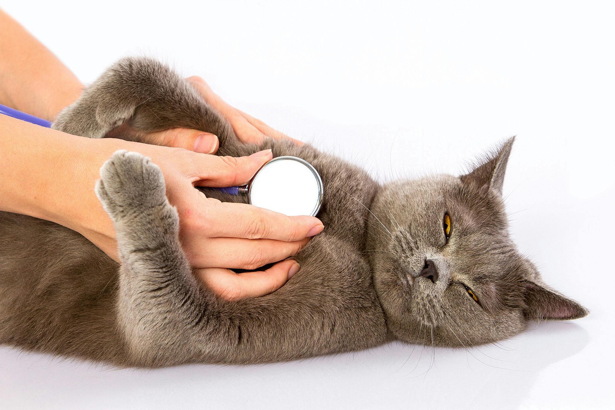 A domestic shorthair cat with dilated pupils and its mouth open in