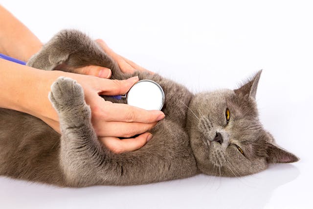 Breathing Difficulties in Cats - Symptoms, Causes, Diagnosis, Treatment, Recovery, Management, Cost