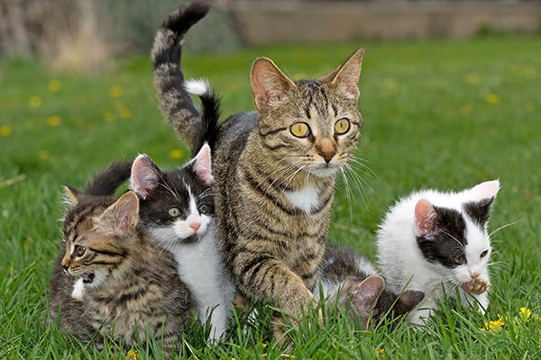 Breeding Timing In Cats Symptoms Causes Diagnosis Treatment breeding-timing-in-cats-symptoms-causes-diagnosis-treatment
