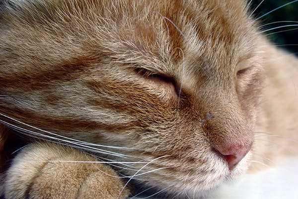 Bronchitis in Cats - Symptoms, Causes, Diagnosis, Treatment, Recovery, Management, Cost