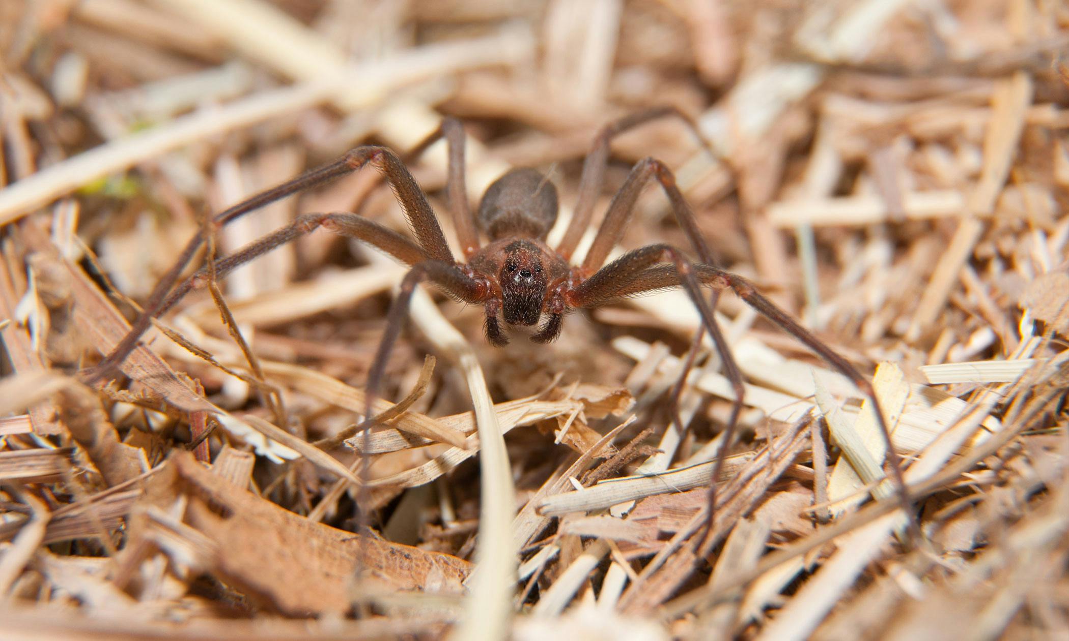 ground spider bite