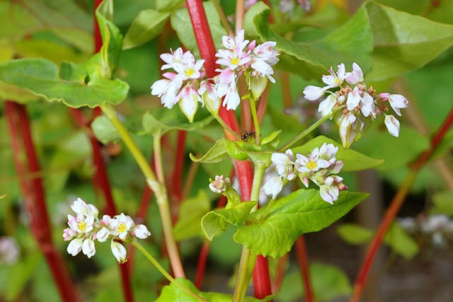 Buckwheat Poisoning in Cats - Symptoms, Causes, Diagnosis, Treatment, Recovery, Management, Cost