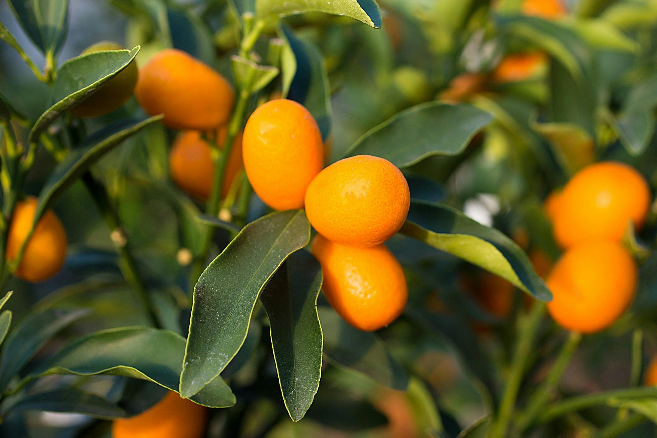 are citrus trees poisonous to dogs
