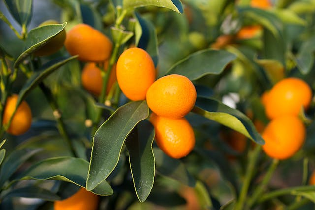 Calamondin Orange Poisoning in Cats - Symptoms, Causes, Diagnosis, Treatment, Recovery, Management, Cost