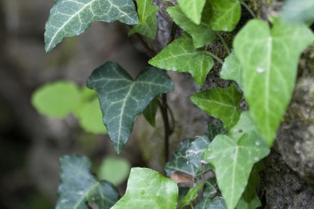 California Ivy Poisoning in Cats - Symptoms, Causes, Diagnosis ...