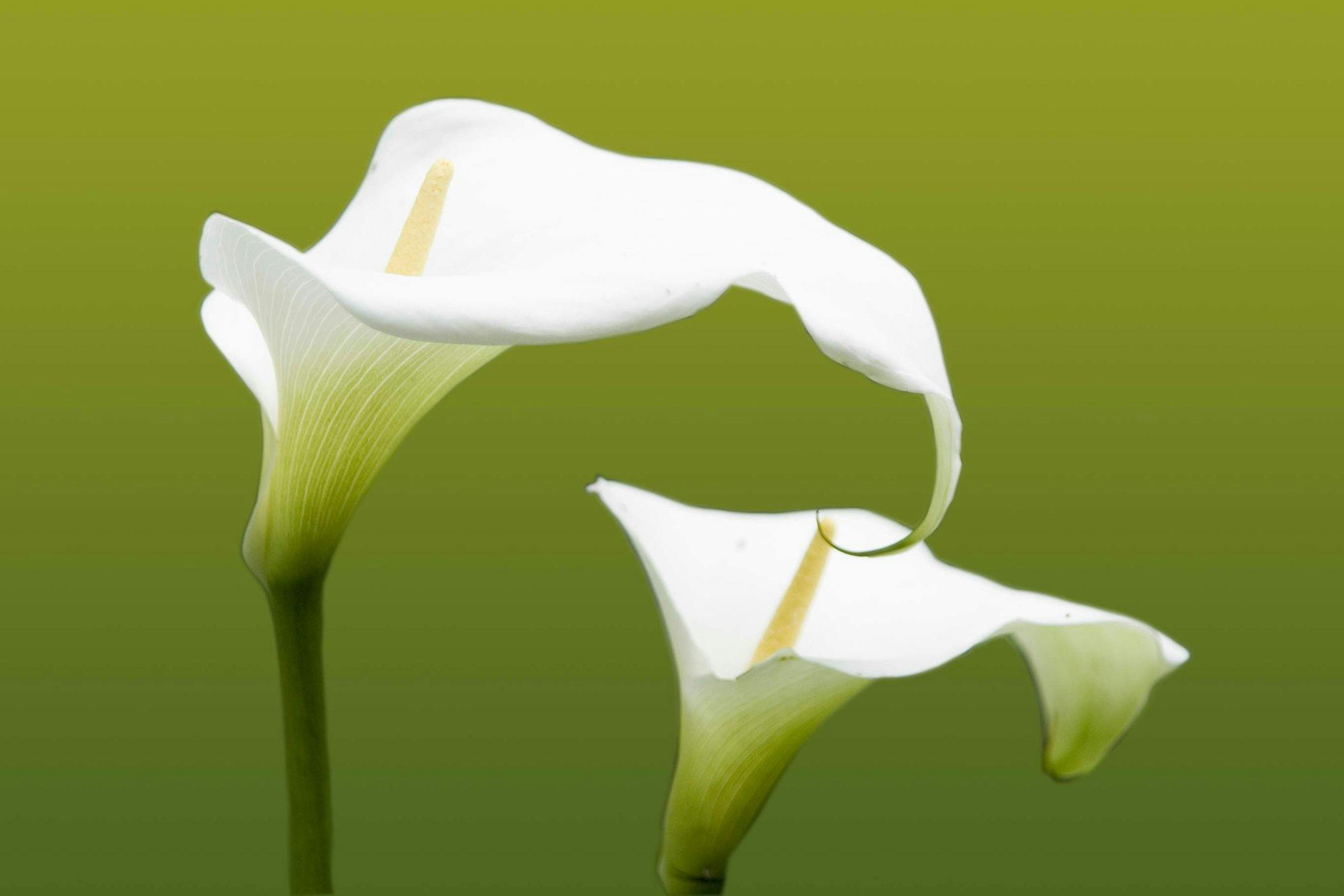 Is Calla Lily Toxic to Cats? 
