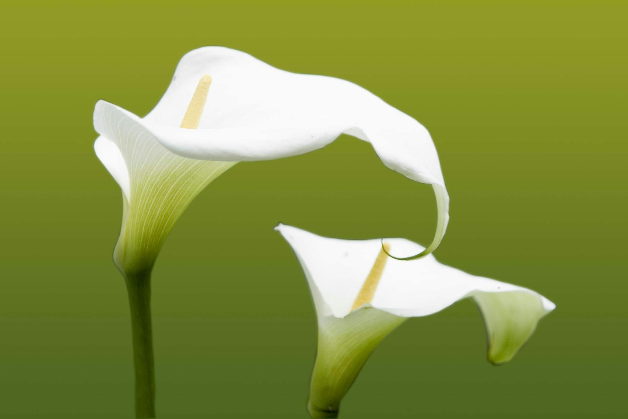 Are calla lily bulbs poisonous sale to dogs