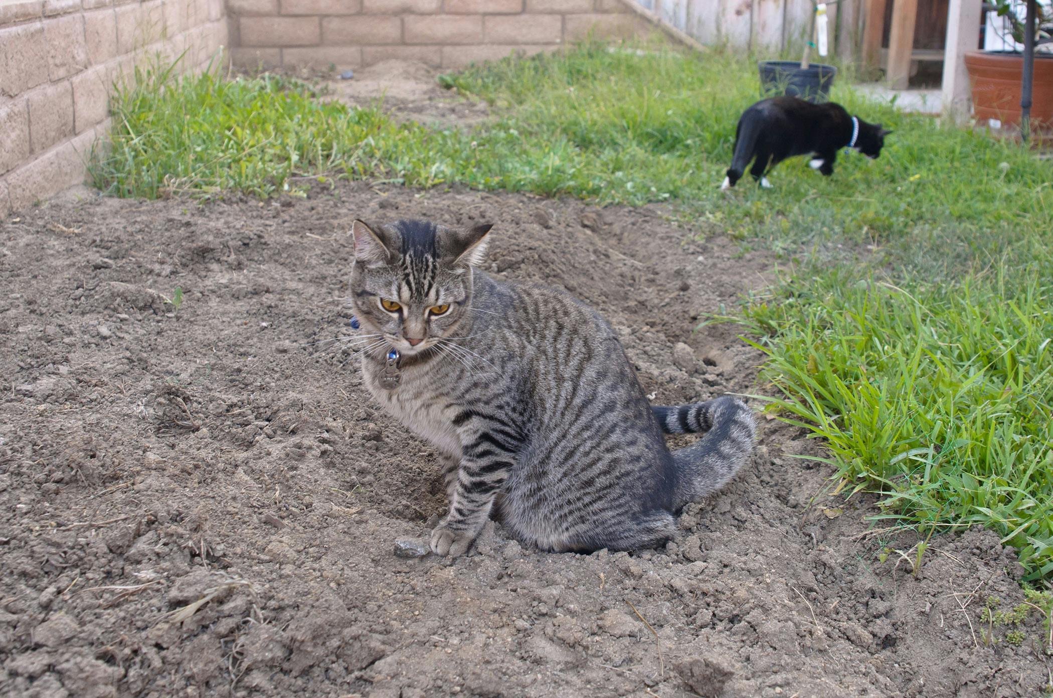 Кошка долго писает. Кот писает на землю. Как писают коты на улице. Если кот нассал в грядки. Как писают коты