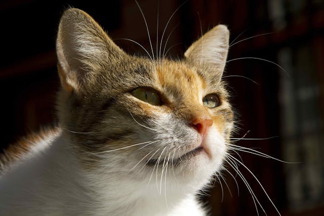 Cancerous Lymphoid Cells in the Lungs in Cats - Symptoms, Causes, Diagnosis, Treatment, Recovery, Management, Cost