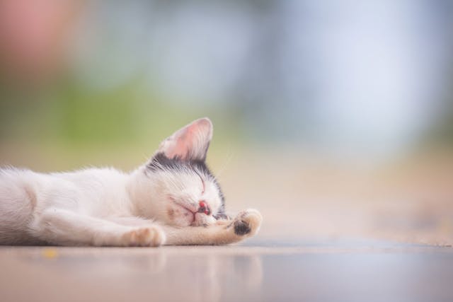 Carbon Monoxide Poisoning in Cats - Symptoms, Causes, Diagnosis, Treatment, Recovery, Management, Cost