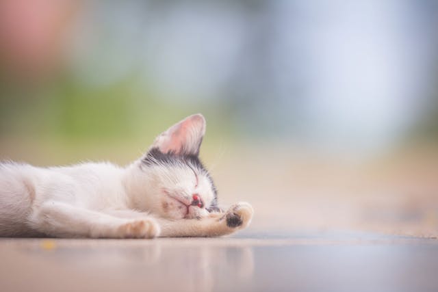 Carbon Monoxide Poisoning In Cats Symptoms Causes Diagnosis Treatment Recovery Management Cost
