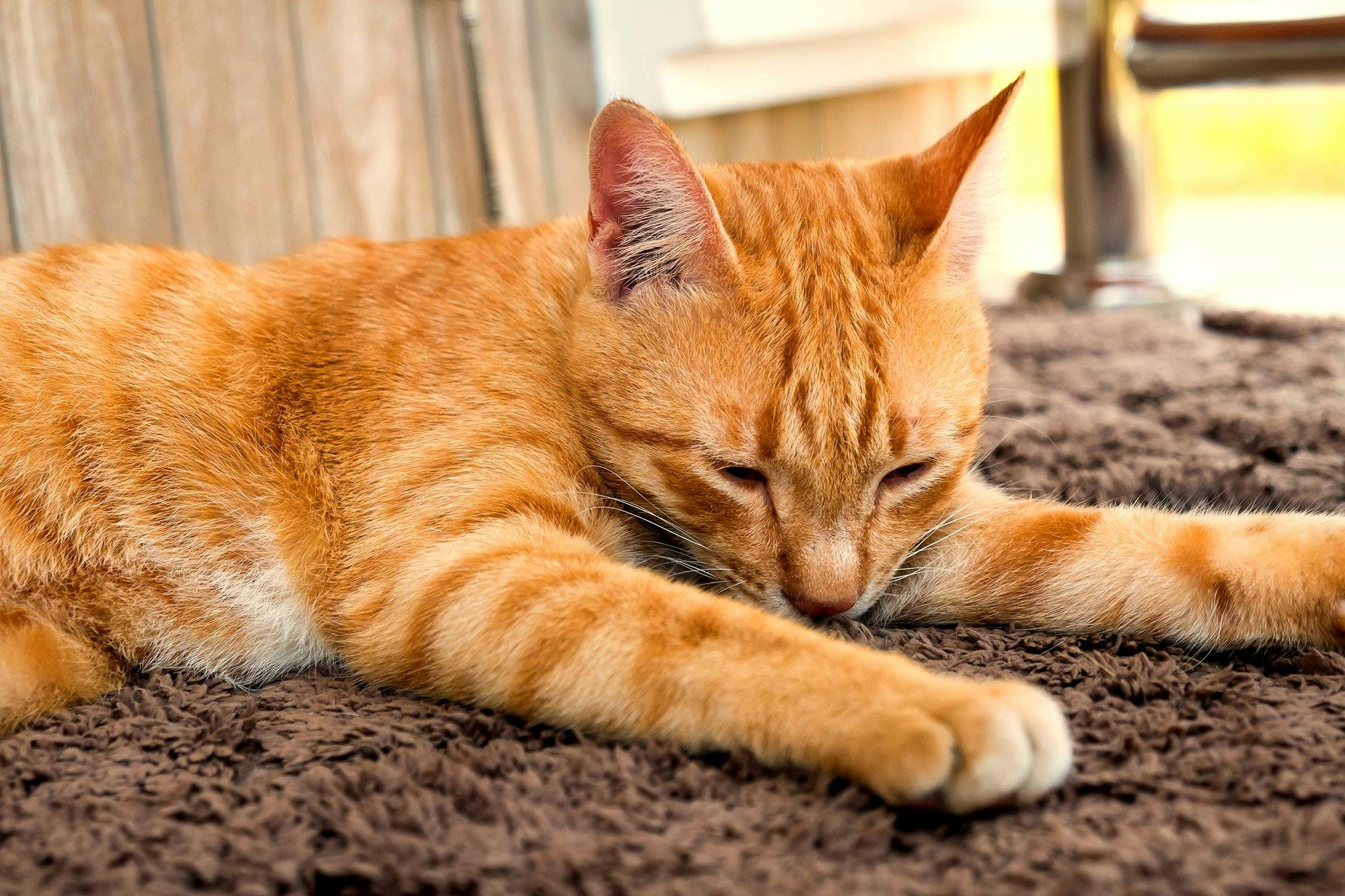 Carpet Allergy in Cats - Symptoms, Causes, Diagnosis, Treatment