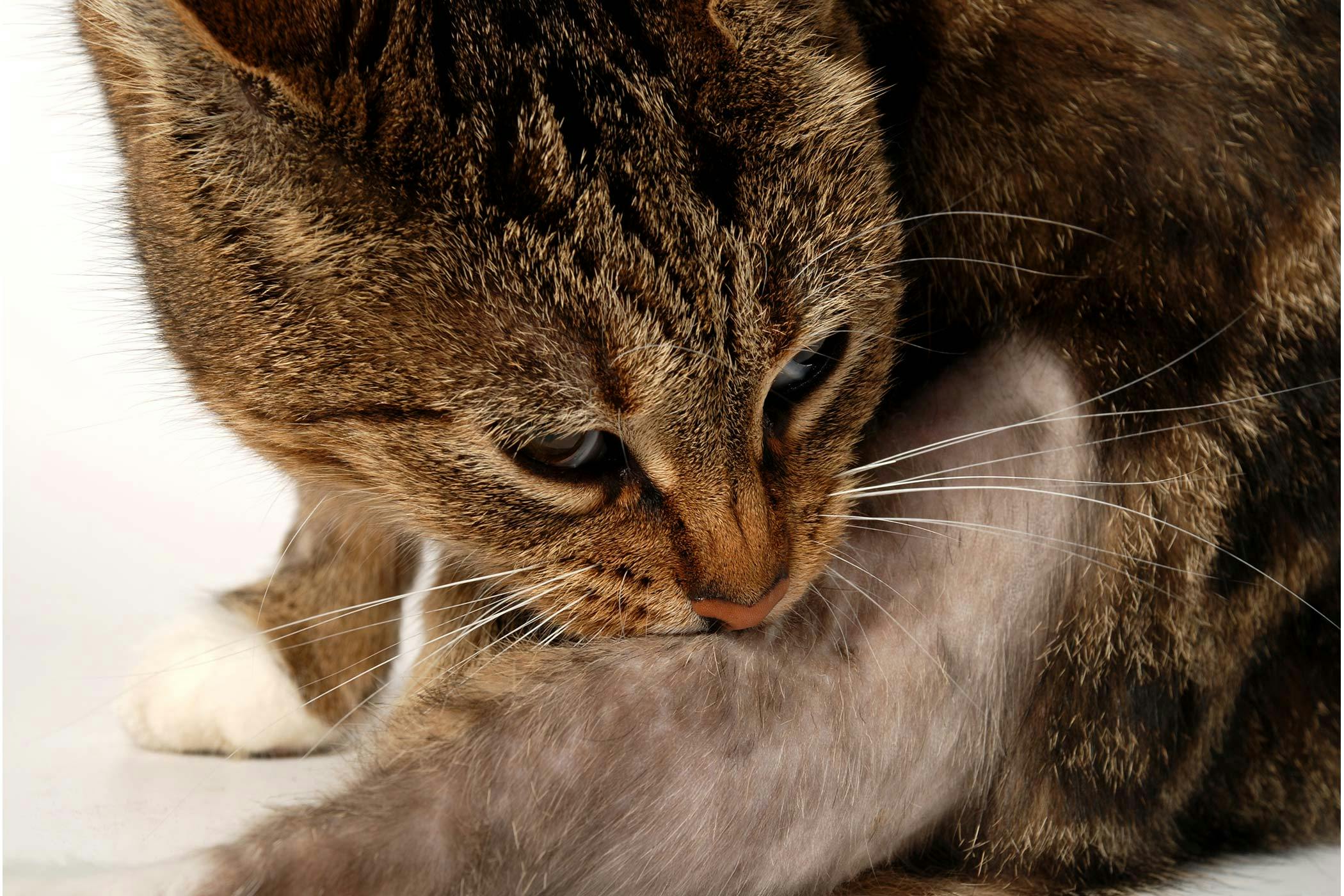 treatment for bartonella in cats