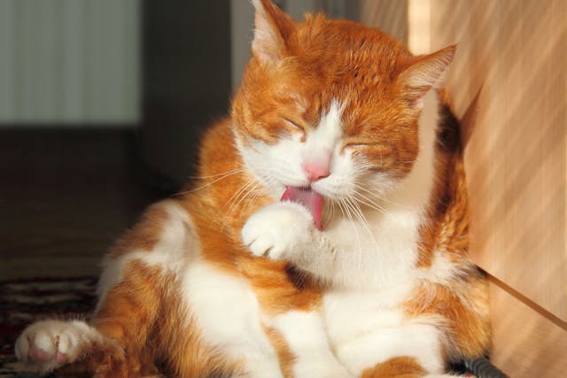 Caval Syndrome in Cats - Symptoms, Causes, Diagnosis, Treatment, Recovery, Management, Cost