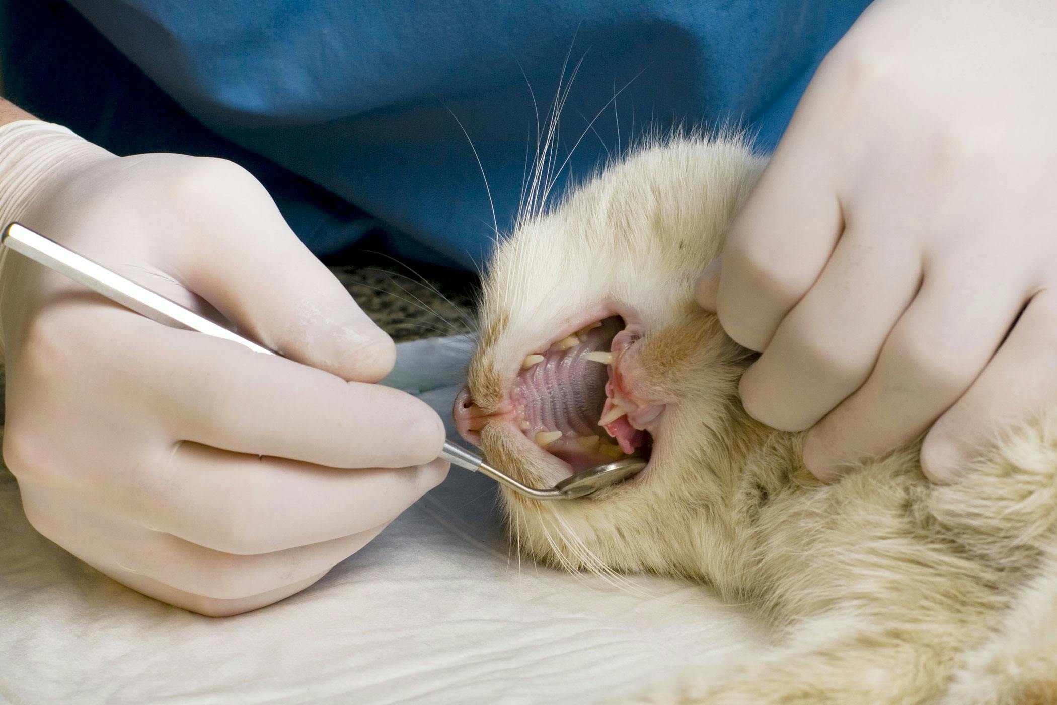 Cavities in Cats Symptoms, Causes, Diagnosis, Treatment, Recovery