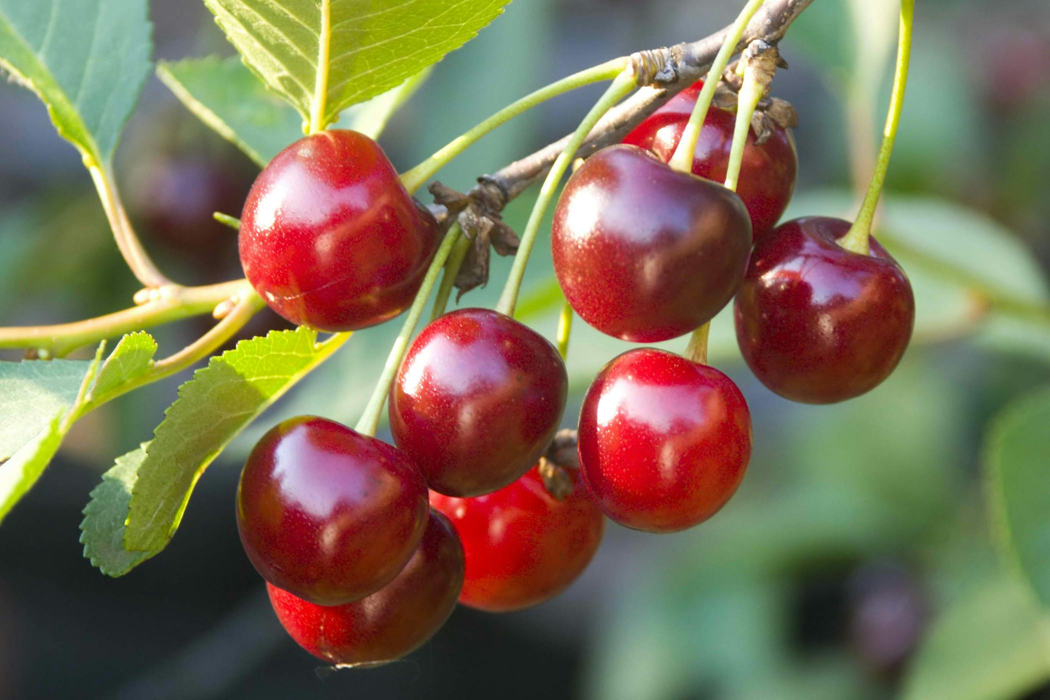Is Black Cherry Toxic to Cats? 