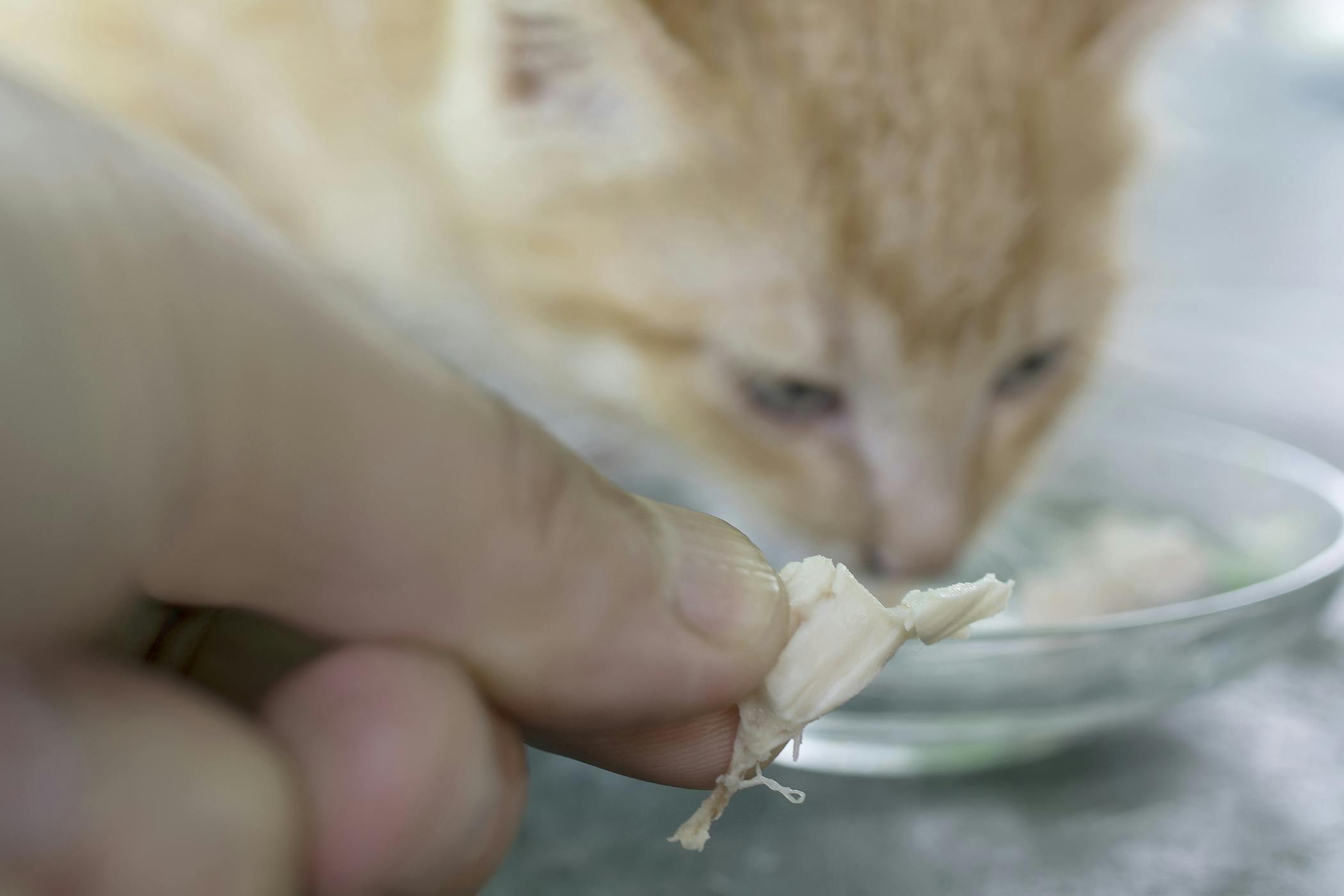 Kitten hotsell eating chicken