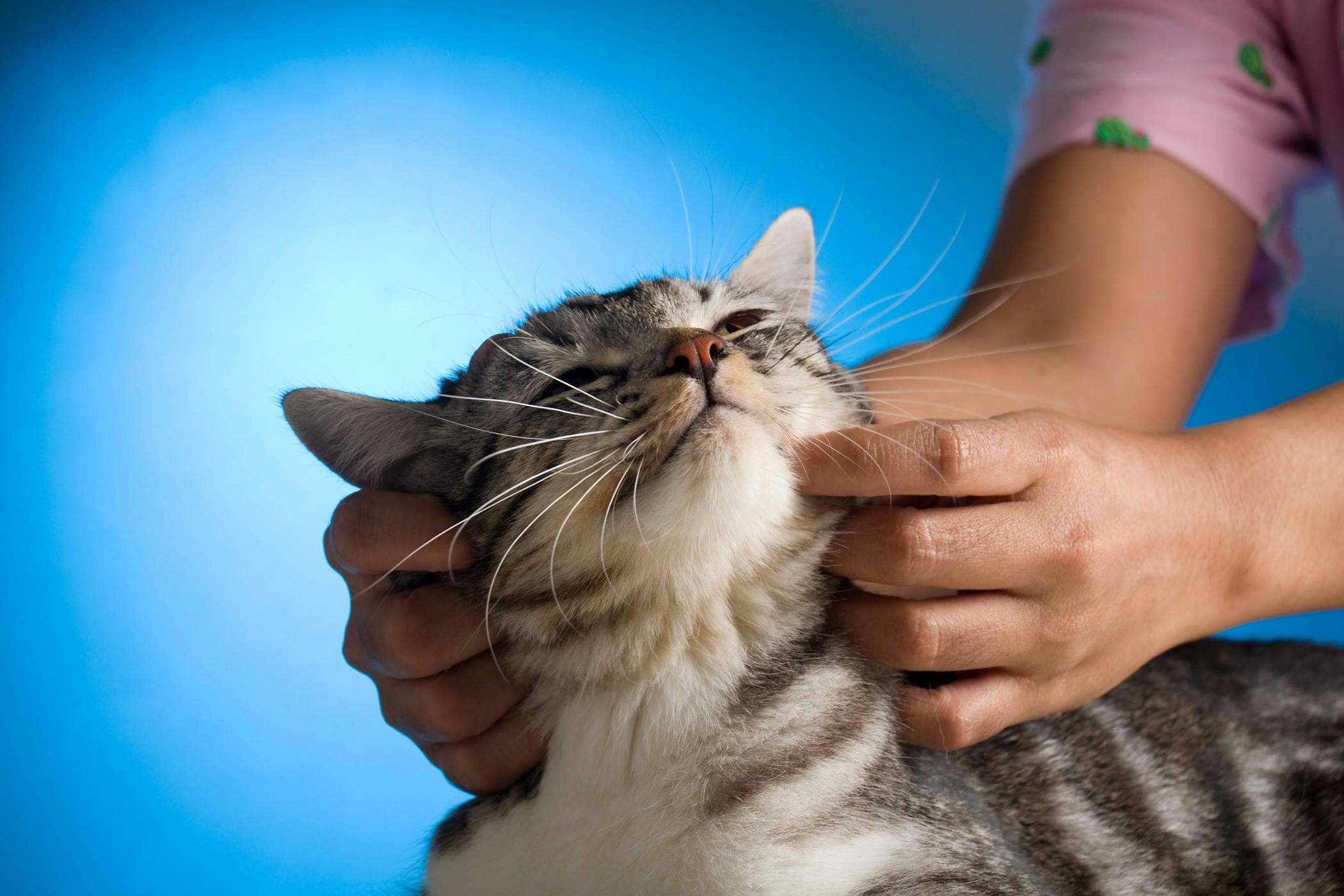 Chiropractic Care  in Cats  Procedure Efficacy Recovery 