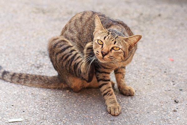 Chylothorax in Cats - Symptoms, Causes, Diagnosis, Treatment, Recovery, Management, Cost