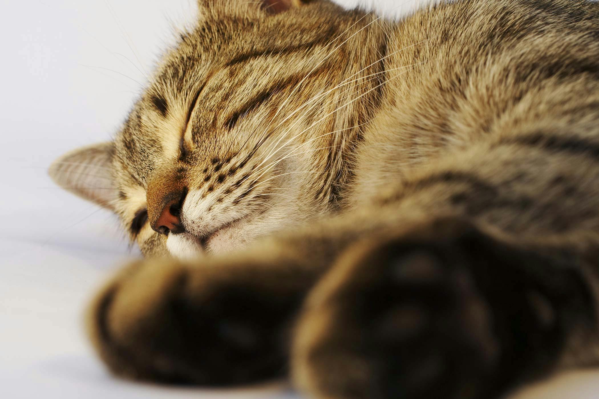 Claw And Nail Disorders In Cats Signs Causes Diagnosis Treatment Recovery Management Cost