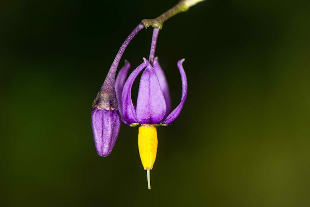 Climbing Nightshade Poisoning in Cats - Symptoms, Causes, Diagnosis, Treatment, Recovery, Management, Cost